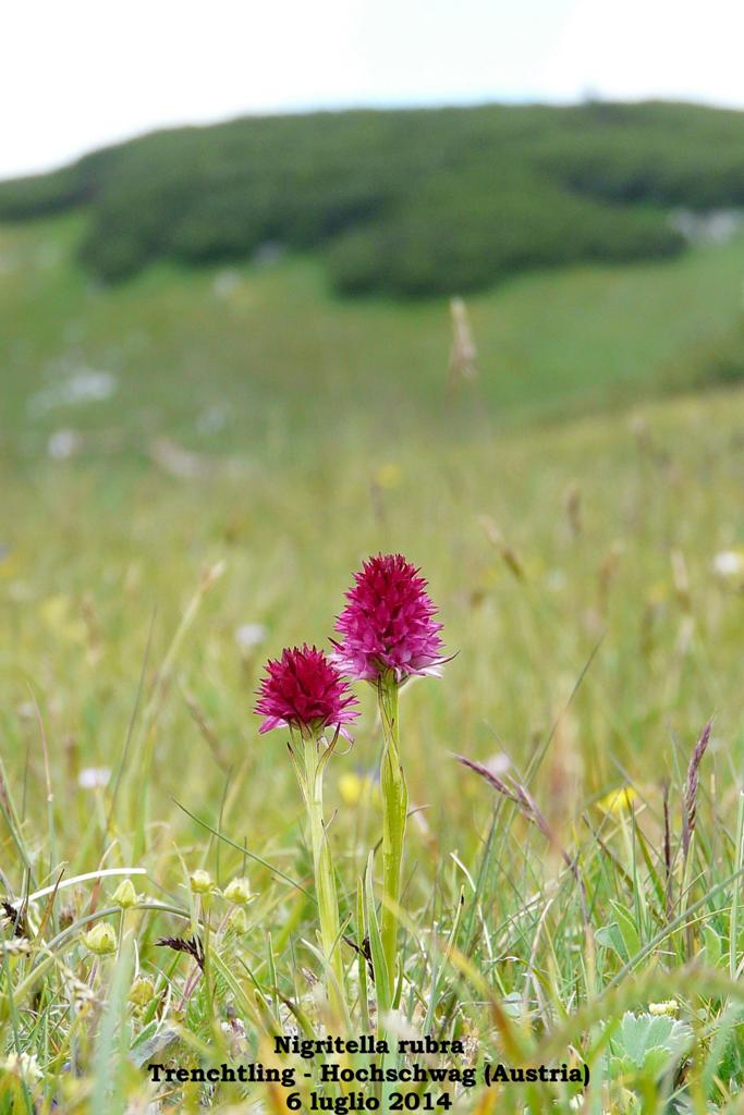 Le Nigritella endemiche delle Alpi austriache  luglio 2014